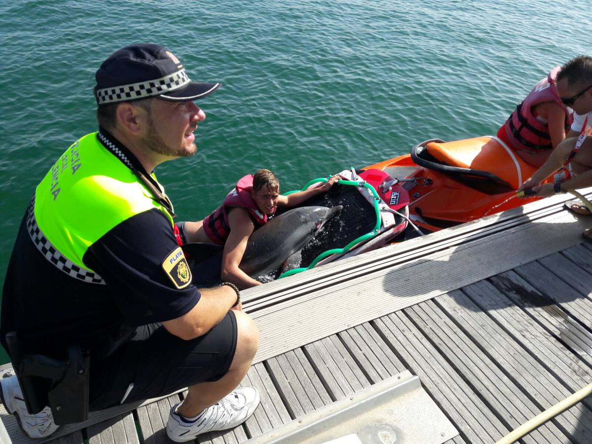 Fotos del delfín varado en la playa del Cabanyal