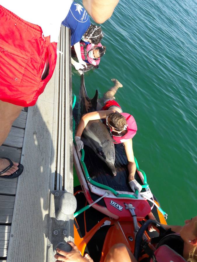 Fotos del delfín varado en la playa del Cabanyal