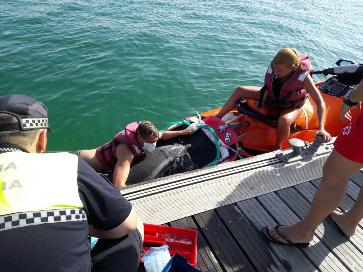Fotos del delfín varado en la playa del Cabanyal