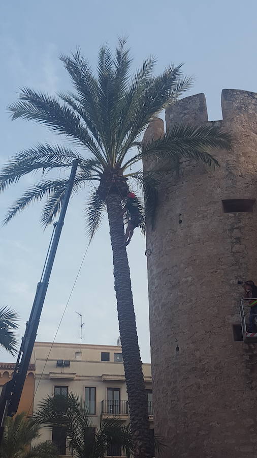 El certamen de trepa de palmera repite ganadores en Elche