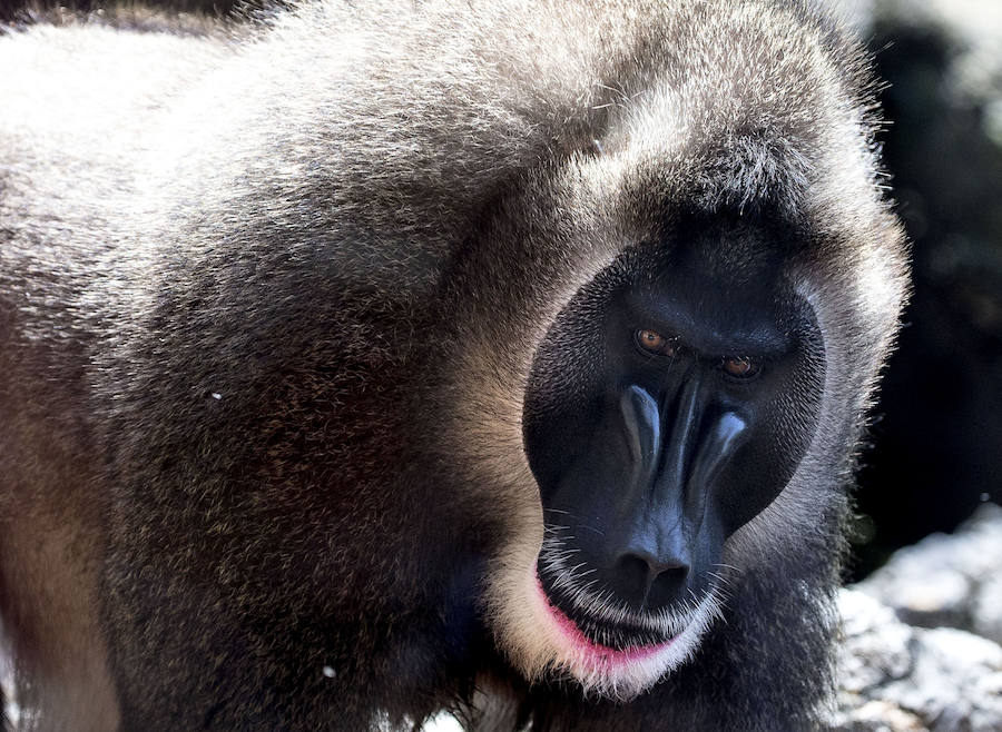 Fotos del &#039;babyboom&#039; en el Bioparc