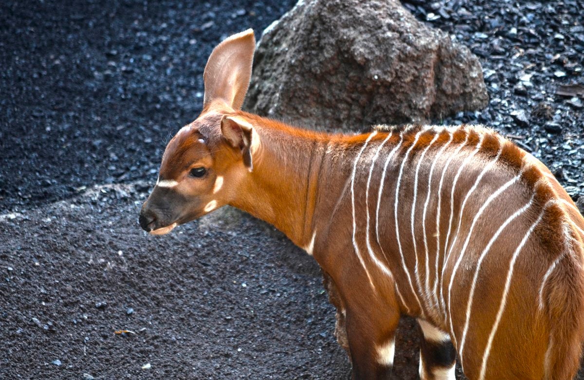 Bongo Oriental nacida en el Bioparc.