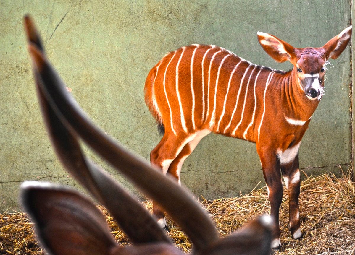 Bongo Oriental nacida en el Bioparc.