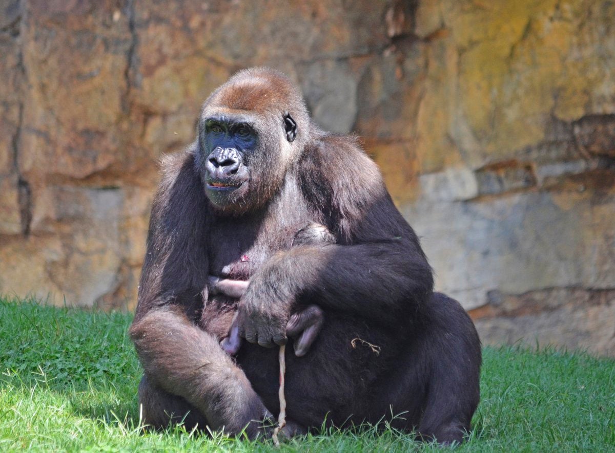 Cría de gorila nacida en el Bioparc.
