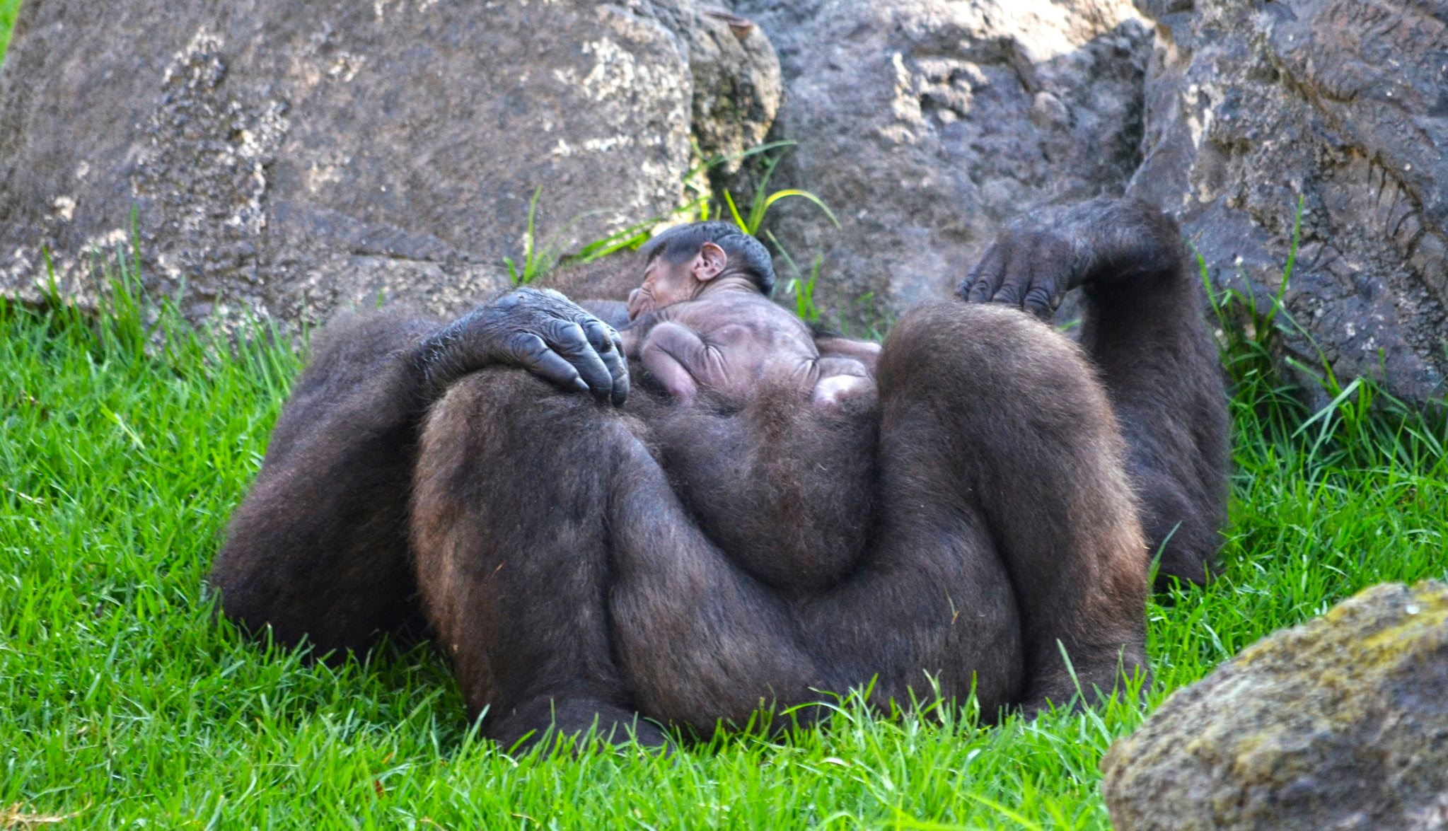 Cría de gorila nacida en el Bioparc.