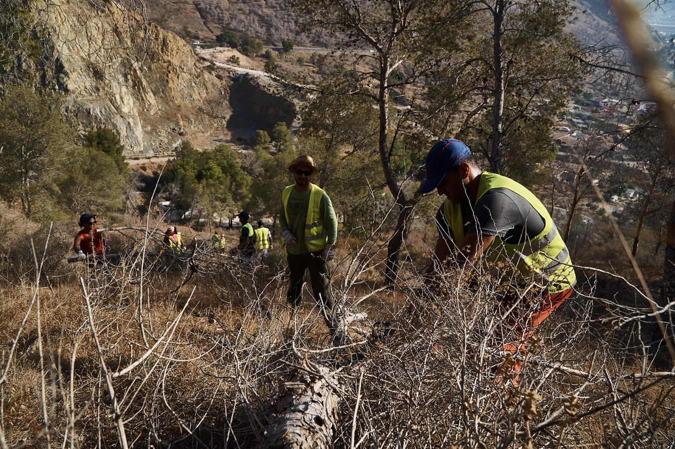 Medio Ambiente talará más de un millar de pinos en San Miguel