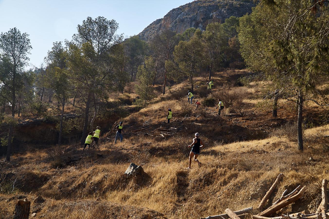 Medio Ambiente talará más de un millar de pinos en San Miguel