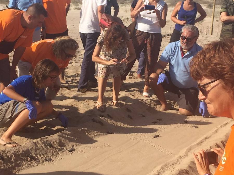 Fotos del nacimiento de las tortugas boba en Valencia