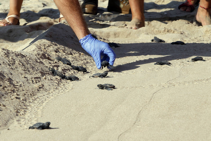 Fotos del nacimiento de las tortugas boba en Valencia