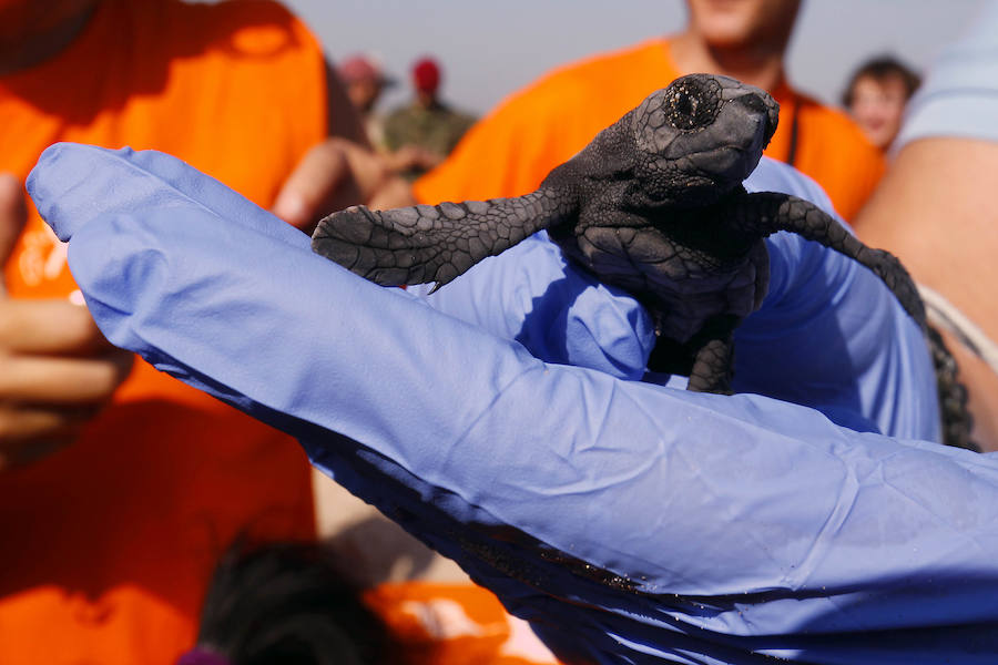 Fotos del nacimiento de las tortugas boba en Valencia