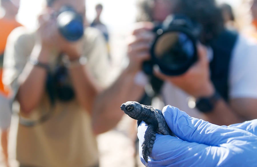 Fotos del nacimiento de las tortugas boba en Valencia