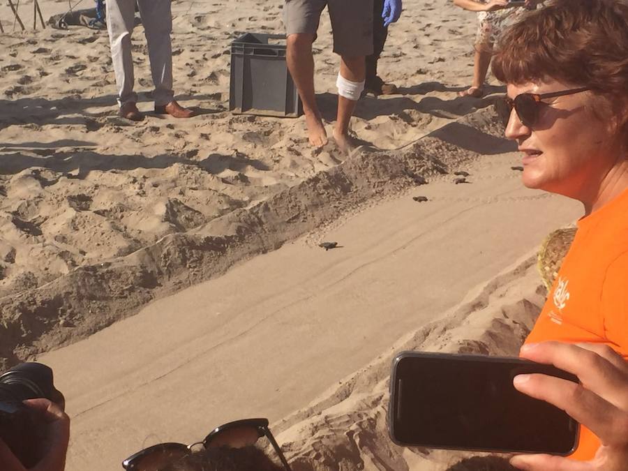 Fotos del nacimiento de las tortugas boba en Valencia