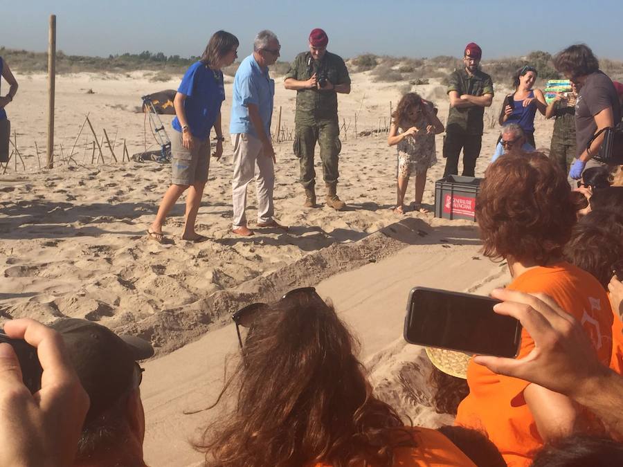 Fotos del nacimiento de las tortugas boba en Valencia