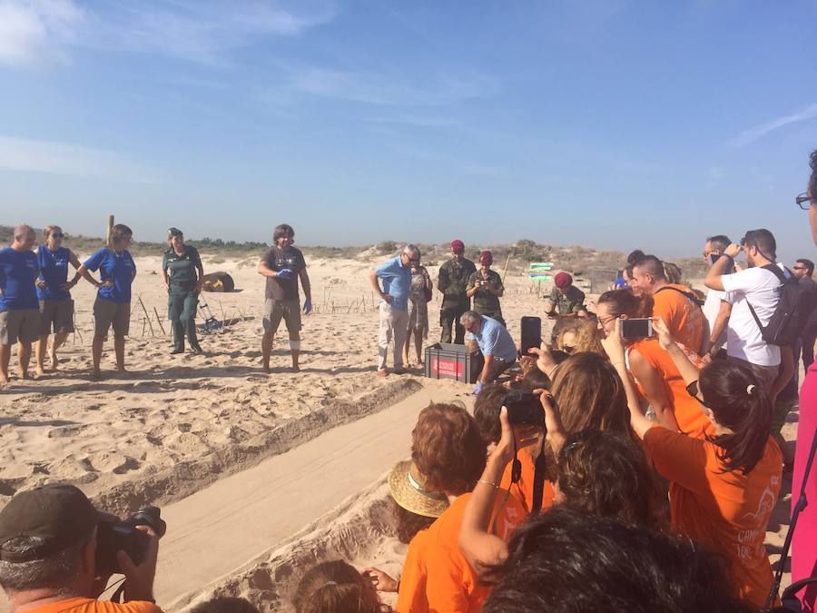 Fotos del nacimiento de las tortugas boba en Valencia
