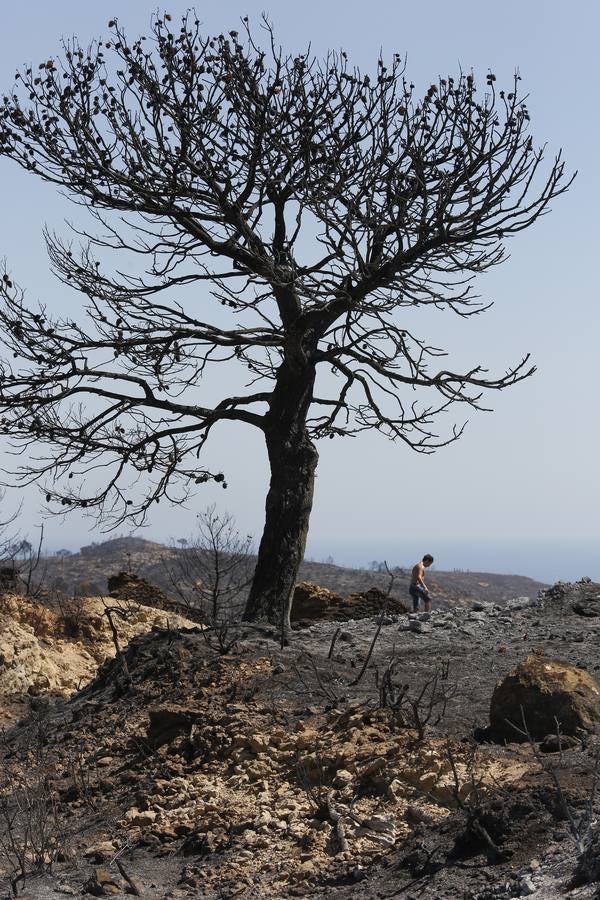 Fotos de la Granadella quemada en el incendio de Xàbia y Benitatxell