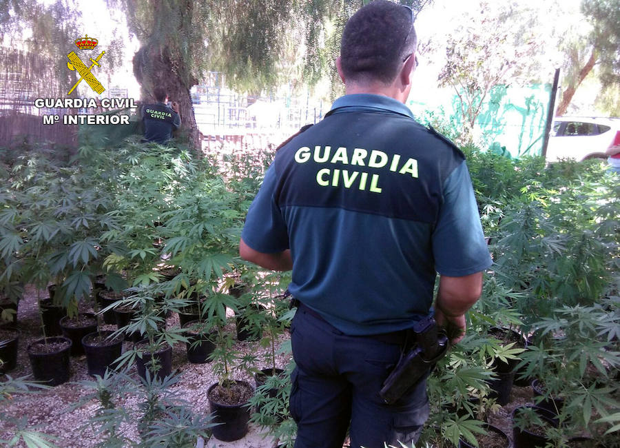 Incautación de más de un millar de plantas de marihuana