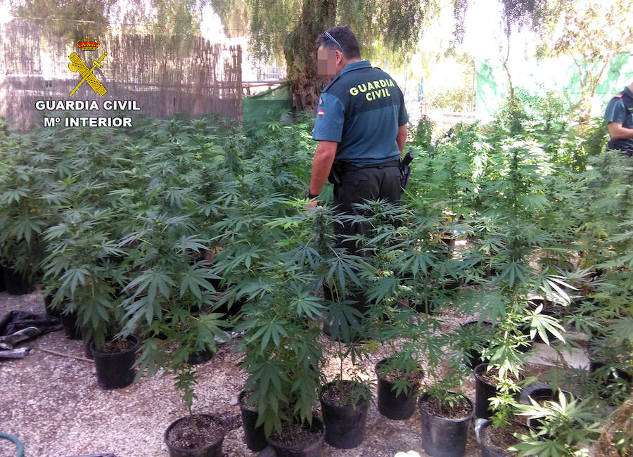 Incautación de más de un millar de plantas de marihuana