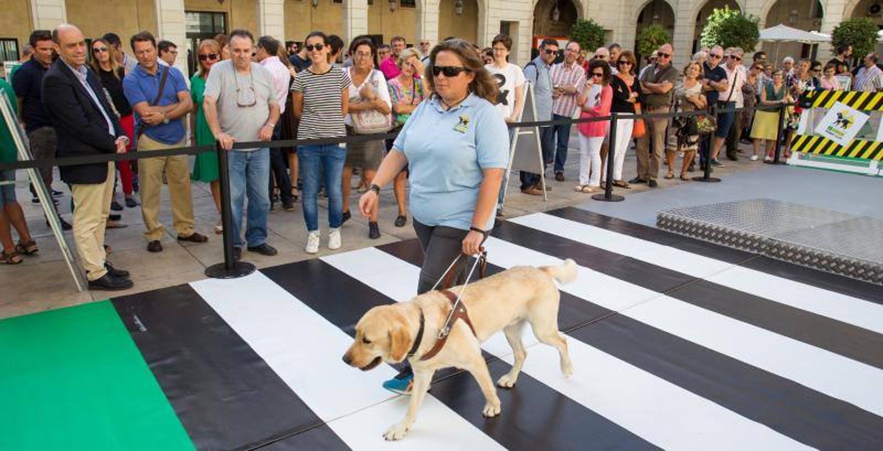 Exhibición de perros guía