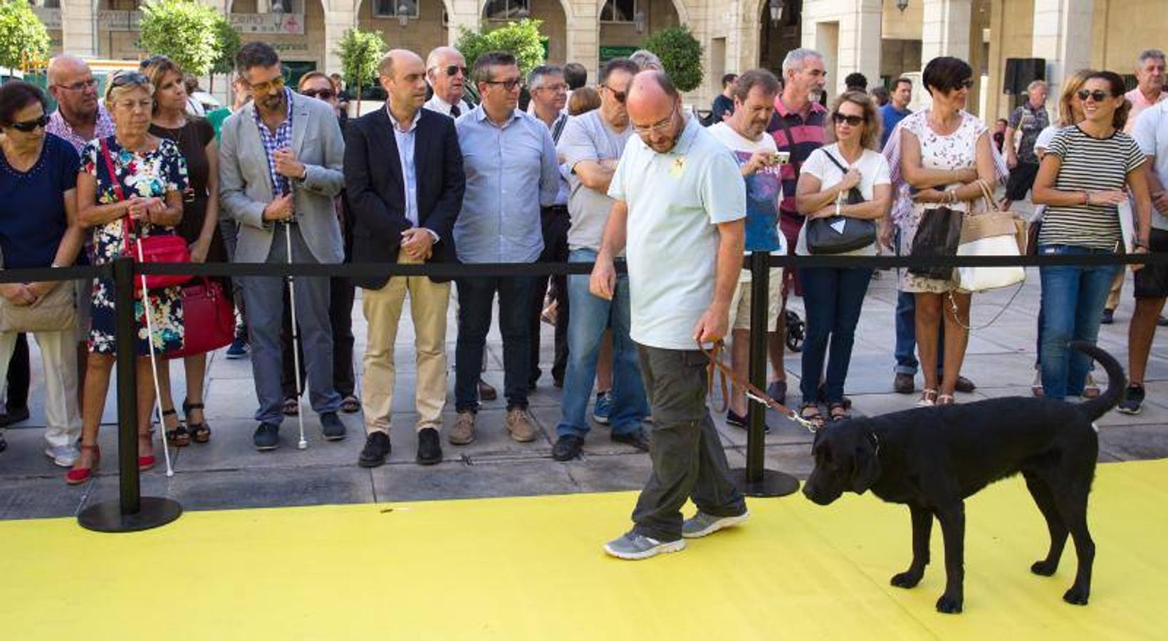 Exhibición de perros guía