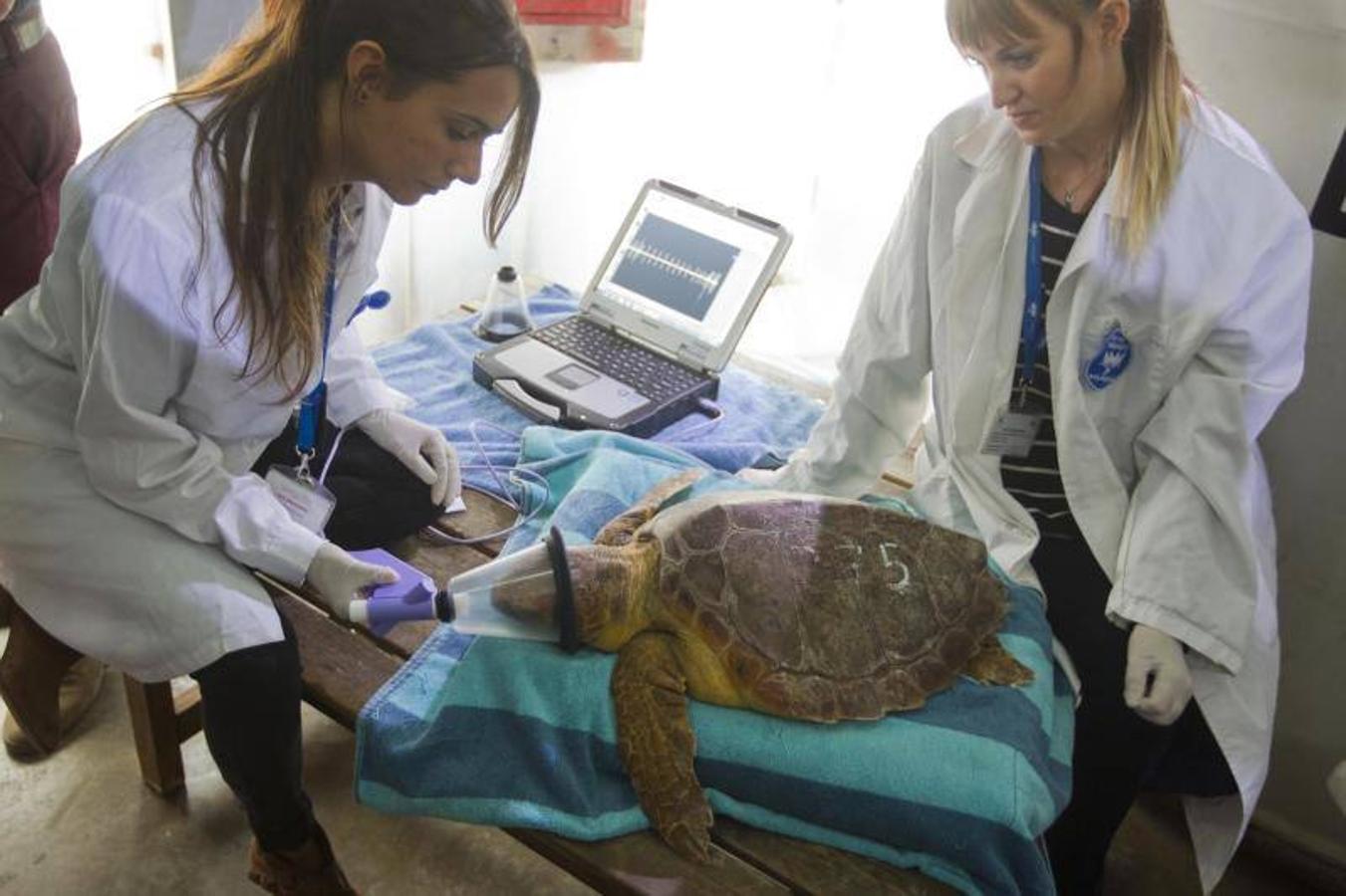La Fundación Oceanogràfic nace para investigar y conservar el medio marino