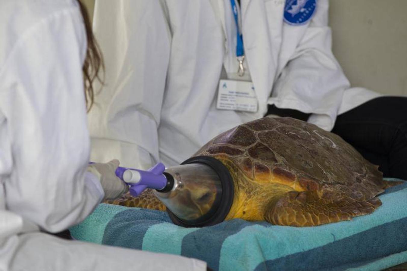 La Fundación Oceanogràfic nace para investigar y conservar el medio marino