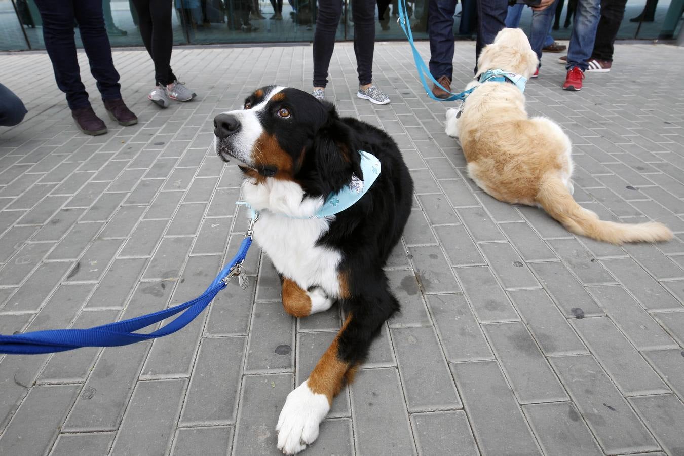 Fotos del programa de adopción de perros por parte de niños hospitalizados