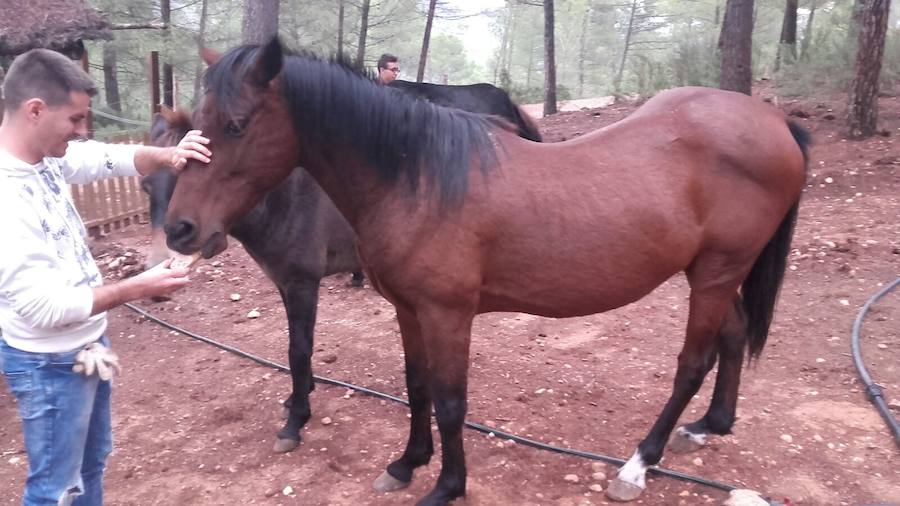 Imágenes de los bisontes de Valdeserrillas