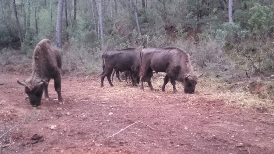 Imágenes de los bisontes de Valdeserrillas