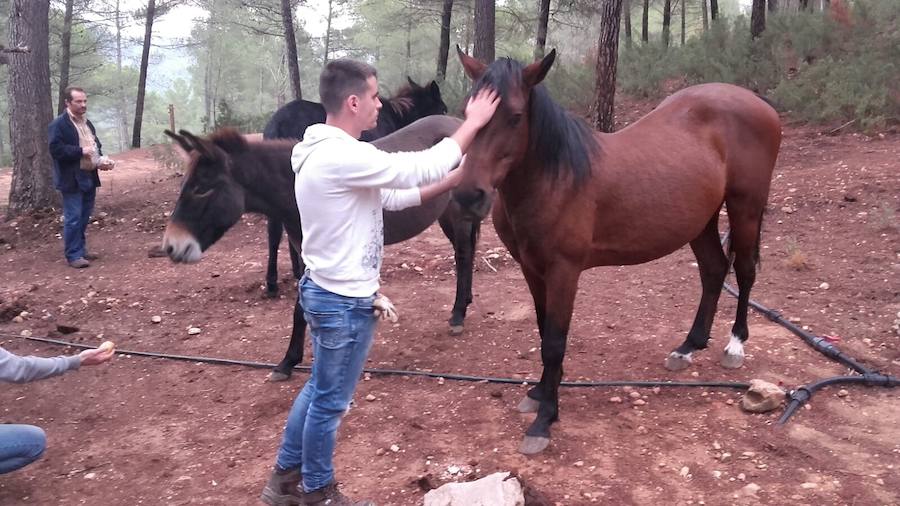 Imágenes de los bisontes de Valdeserrillas