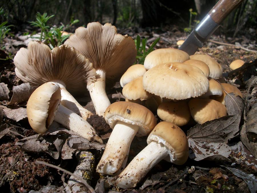 Agrocybe aegerita / Seta de chopo