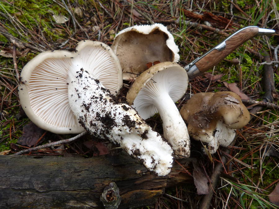 Hygrophorus latitabundus/ llanega negra