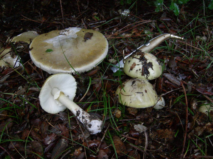 Amanita phalloides