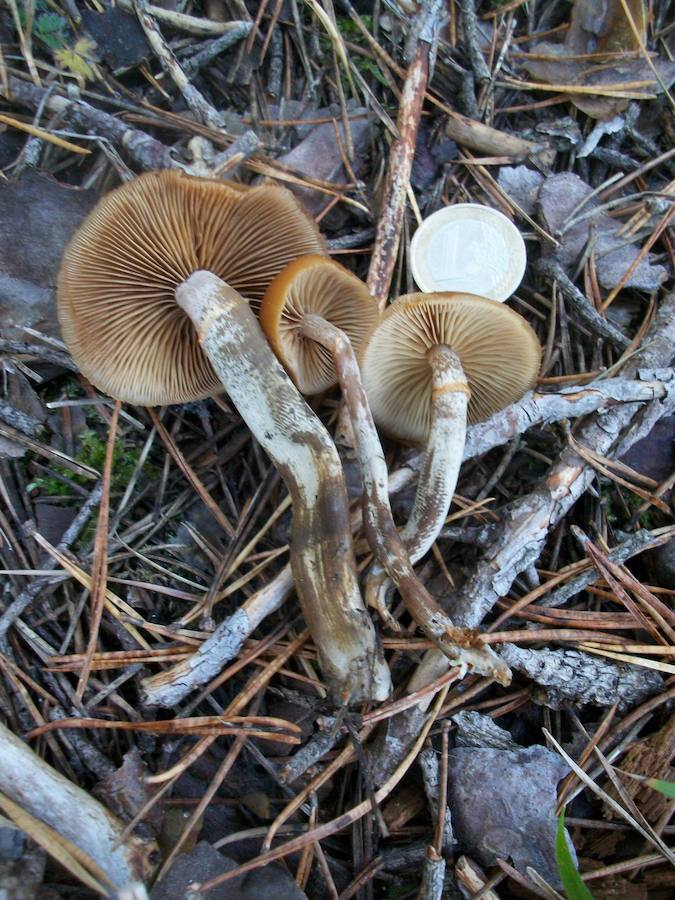 Galerina marginata