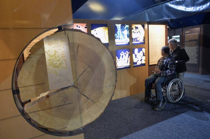 Exposición de La Caixa sobre los bosques