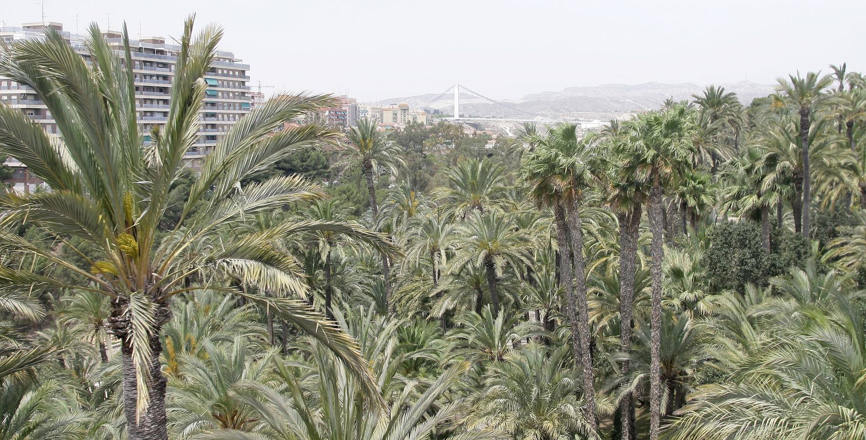 El Palmeral de Elche