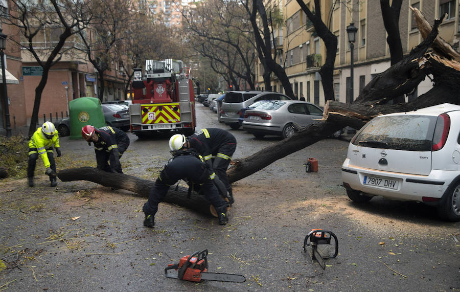 Calle Industria de Valencia cortada esta tarde por la caída de un árbol.