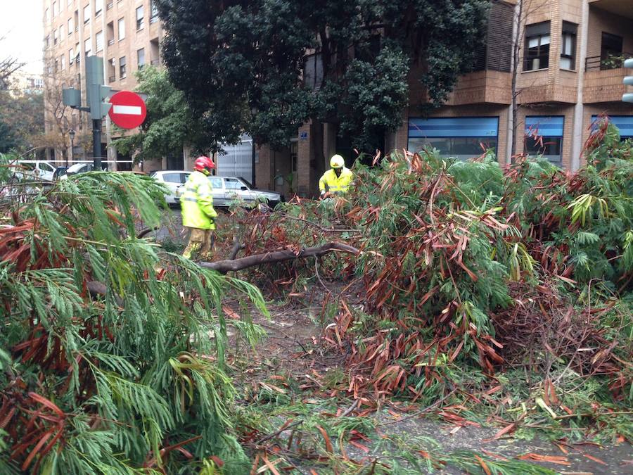 Fotos de la caída de un árbol en Gaspar Aguilar