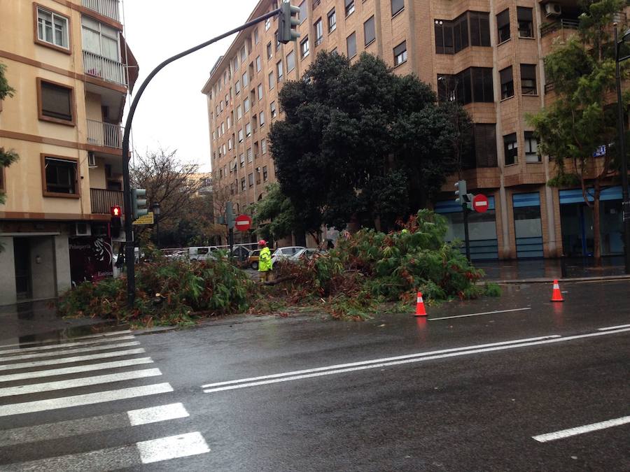 Fotos de la caída de un árbol en Gaspar Aguilar