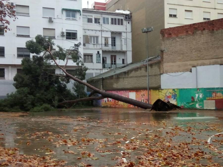 Árbol caído en el Colegio Lluís Vives. 