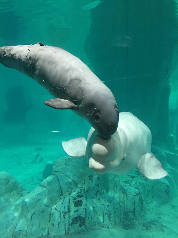 El Oceanogràfic de Valencia presenta a la cría de beluga con dos meses