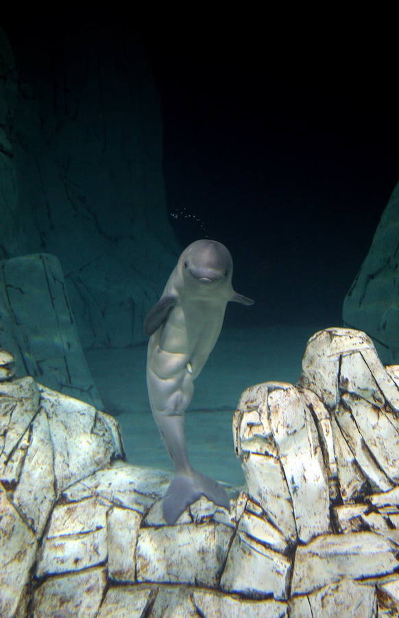 El Oceanogràfic de Valencia presenta a la cría de beluga con dos meses