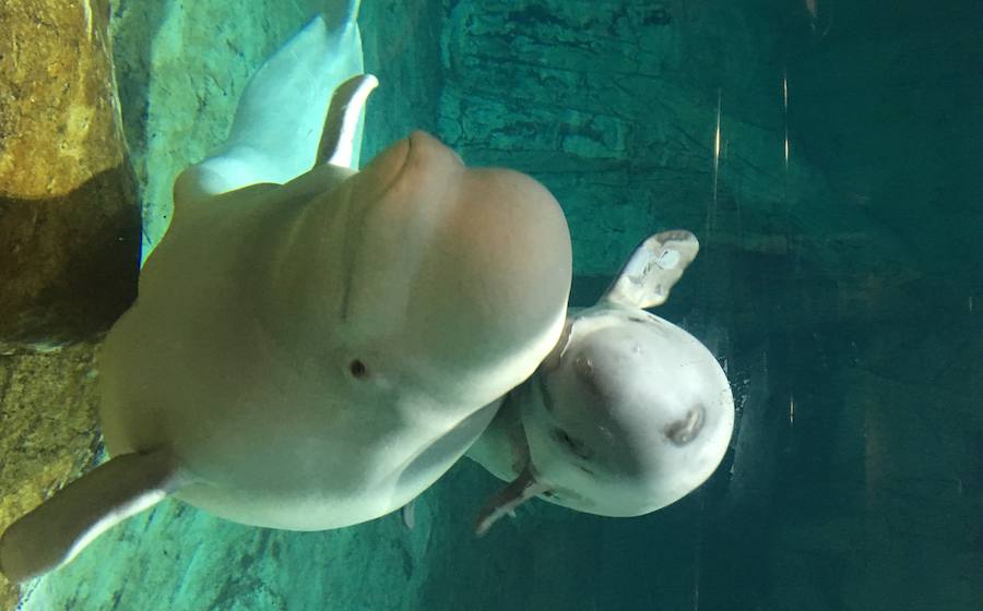 El Oceanogràfic de Valencia presenta a la cría de beluga con dos meses