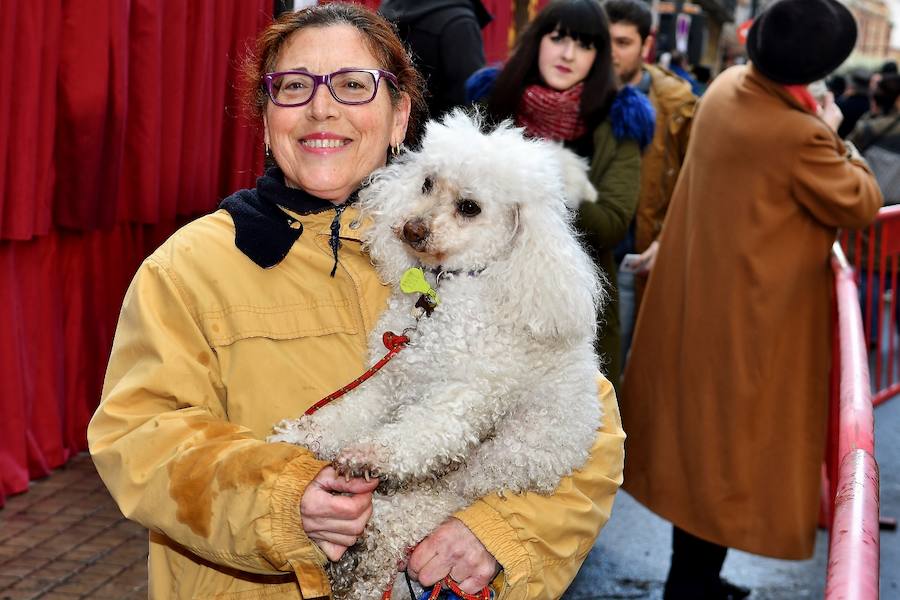 Fotos de la bendición de animales en Valencia durante la procesión de San Antonio Abad