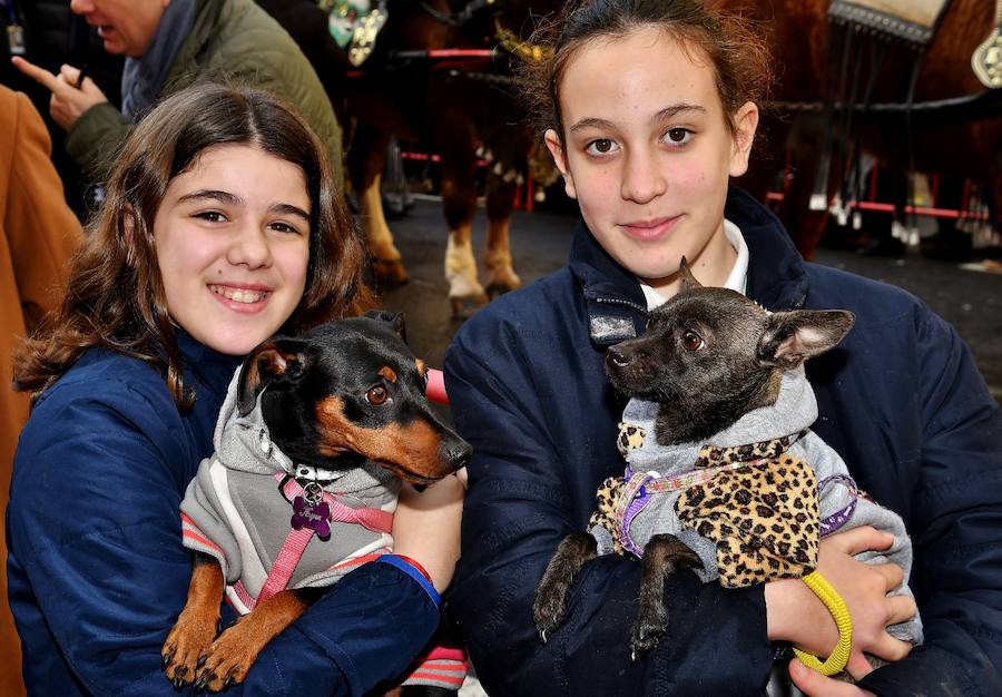 Fotos de la bendición de animales en Valencia durante la procesión de San Antonio Abad