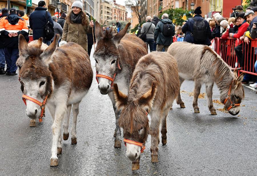 Fotos de la bendición de animales en Valencia durante la procesión de San Antonio Abad