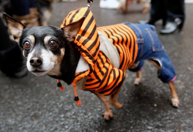 Fotos de la bendición de animales en Valencia durante la procesión de San Antonio Abad