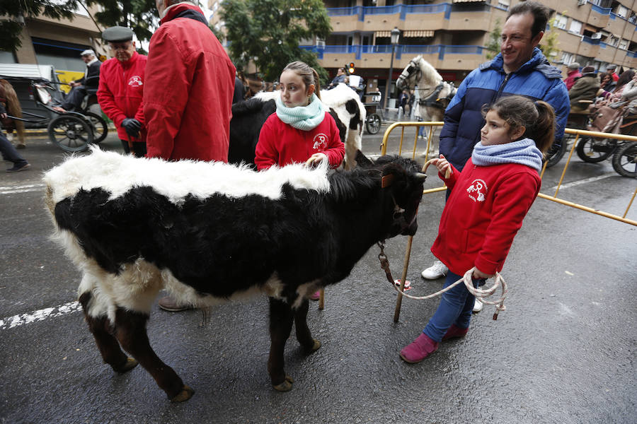 Fotos de la bendición de animales en Valencia durante la procesión de San Antonio Abad