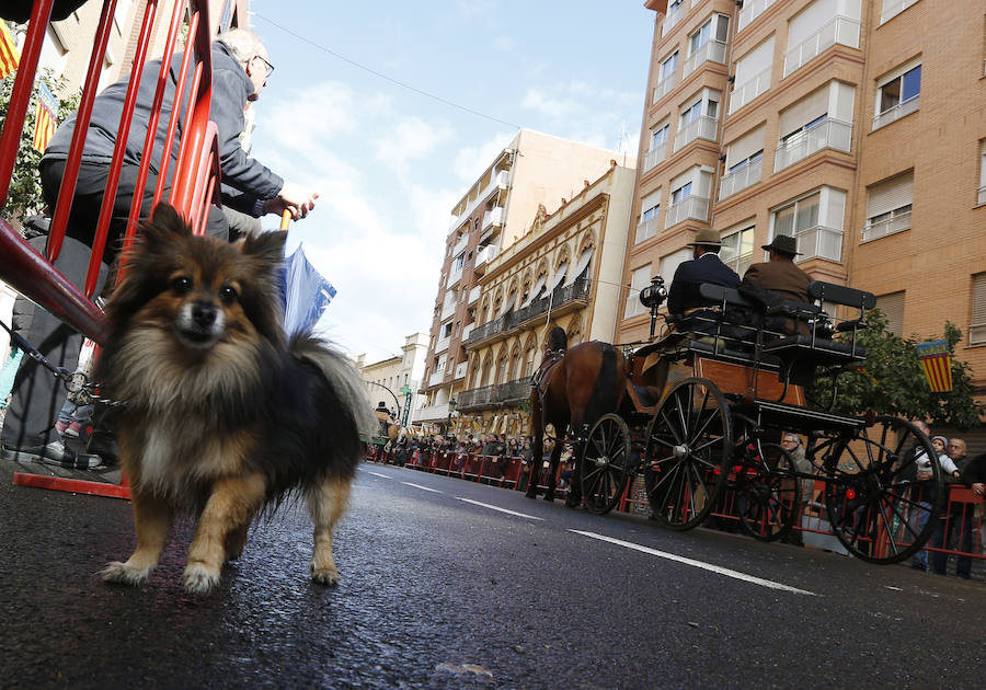 Fotos de la bendición de animales en Valencia durante la procesión de San Antonio Abad