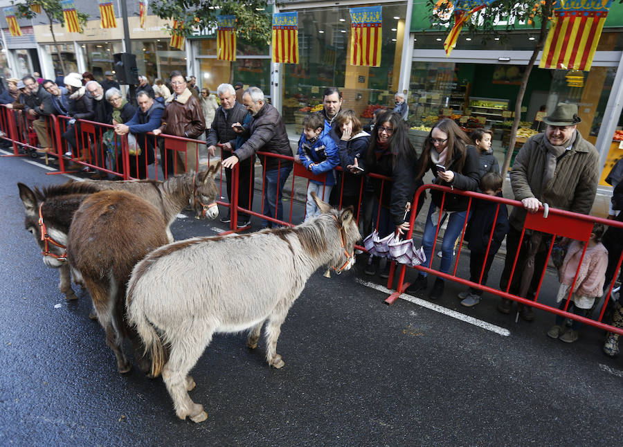 Fotos de la bendición de animales en Valencia durante la procesión de San Antonio Abad