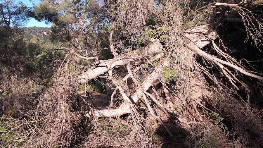 Situación límite en la reserva de Valdeserrillas